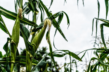 Maize plantation close up