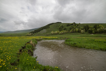 Green field and mountain, small river and yellow flowers.