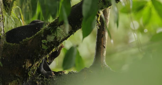 Tayra, Eira barbara, omnivorous animal from the weasel family. Tayra hidden in tropic forest, sitting on the green tree. Wildlife scene from nature, Costa Rica nature. Cute danger mammal in habitat.