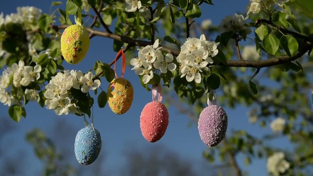 Colored Easter eggs on the blooming apple branch in sunny day. This video has a beautiful romantic atmosphere. Perfect for Ester videos