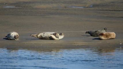 phoques en vacances © fotoeliane