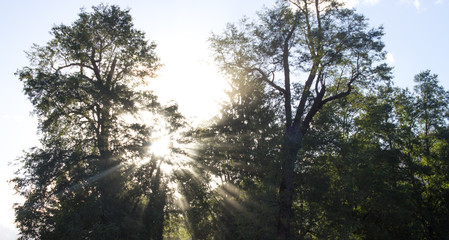Fototapeta premium Luz del sol y arbol