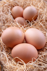 Tasty eggs in a straw bedding. Fresh ingredients for homemade pastries.