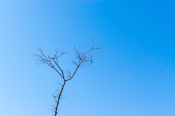 winter tree in forest with blue sky for copy text