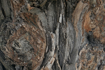 wood, bark, texture