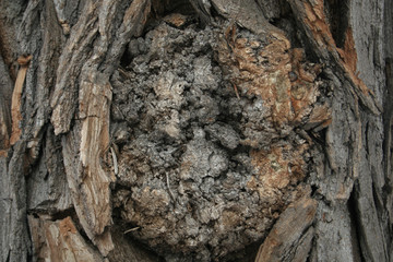wood, bark, texture