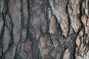 wood, bark, texture