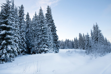 Fototapeta premium Spruce forest in winter. Winter landscape
