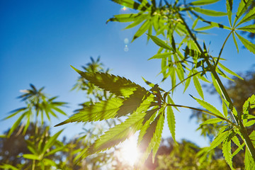 Beautiful still life with copy space of marijuana plant on blue sky background