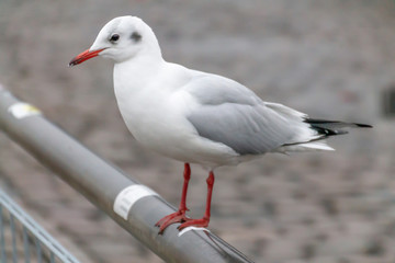 gull sitting in harbor