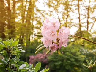 Beautiful Rhododendron flowers in spring park.