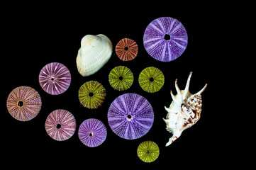 Isolated sea urchins on black background. Beautiful colorful shells from exotic nature.