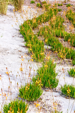 Bulbine is a good drought tolerant plant