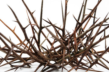 Spines of acacia (Gleditsia triacanthos).