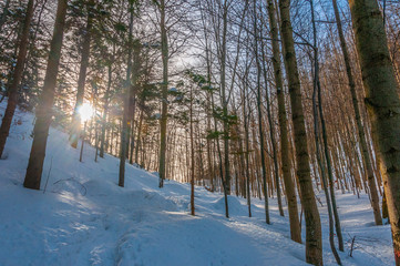 sun through trees in winter