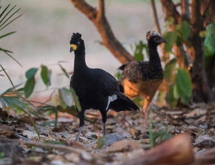 Bare faced Curassow, in a jungle environment, Pantanal Brazil