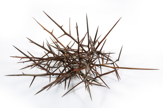 Spines of acacia (Gleditsia triacanthos).