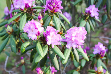 Beautiful Rhododendron flowers in spring park.