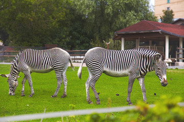 Two zebras eating grass