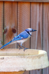 Obraz premium Blue jay perches on edge of bird bath