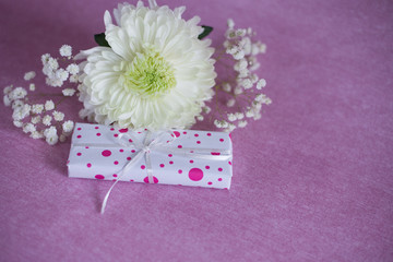 white chrysanthemum,Gypsophila and gift box tied with ribbon on pink background (horizontally, copy space)