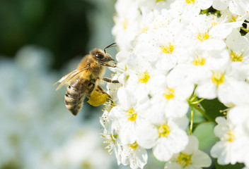Honey Bee on blossoms with a sac of pollen collected