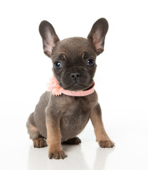 French bull dog puppy with a peach bow sitting on a white background