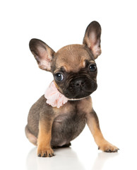 Obraz premium French bull dog puppy with a pink bow sitting on a white background