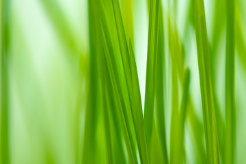 Fototapeta na wymiar Defocus green spring grass
