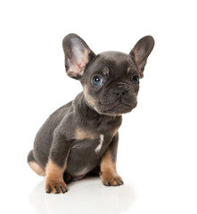 Fototapeta premium French bull dog puppy sitting on a white background