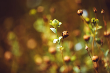 Flax (Linum usitatissimum) or linseed
