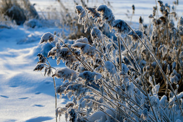 branches in snow