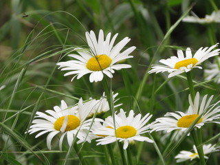 Ромашки