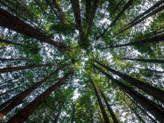 sky through the forest