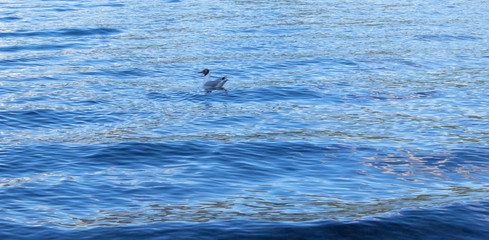 Fototapeta premium Nadando 