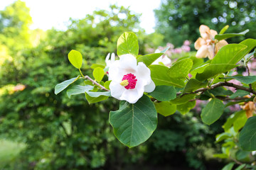 Beautiful magnolia blossom in spring