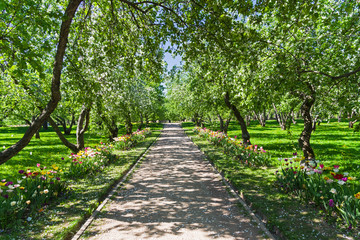 Blooming multicolored tulips along the alley in the old apple orchard.