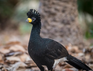 Bare faced Curassow, in a jungle environment, Pantanal Brazil