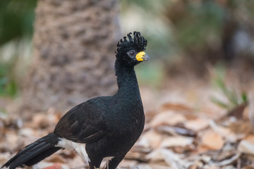 Bare faced Curassow, in a jungle environment, Pantanal Brazil