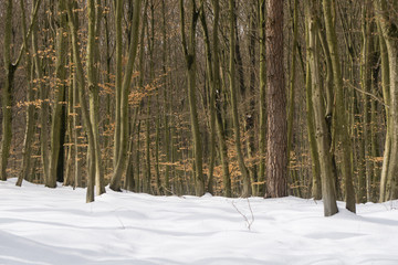 Fototapeta premium Sunny winter day in the forest