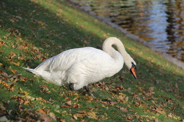 White Swan descending in autumn to the water on the green grass with fallen yellow leaves