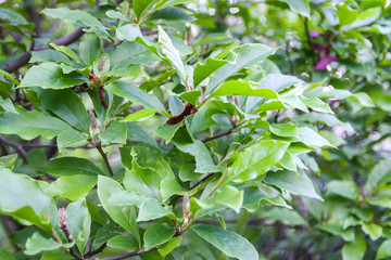 Natural green leaves background.