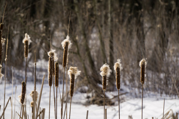 Close up of bulrushes