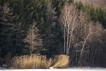Birch trees and reeds on the shores of a frozen lake
