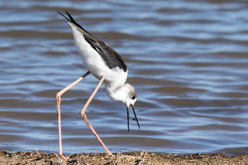 Cigüeñuela comiendo al vuelo