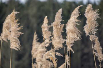 Macro of reeds along a lake