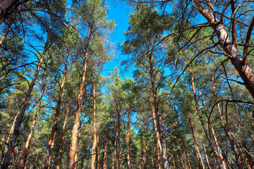 tall pines and their crowns against the blue sky