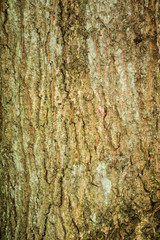 Sessile Oak Bark