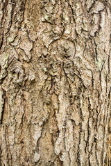 Hungarian Oak Bark