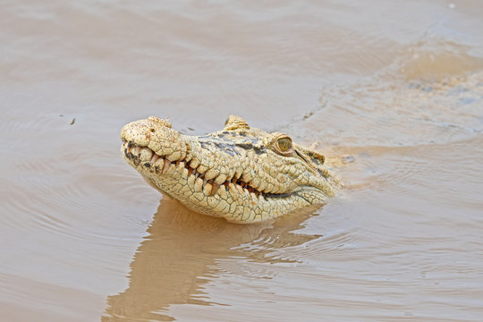 A very rare white saltwater crocodile, Crocodylus porosus, also known as the estuarine crocodile pokes her head out of the Adelaide River near Darwin.